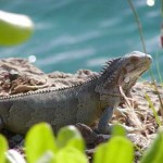 natuur_bonaire2